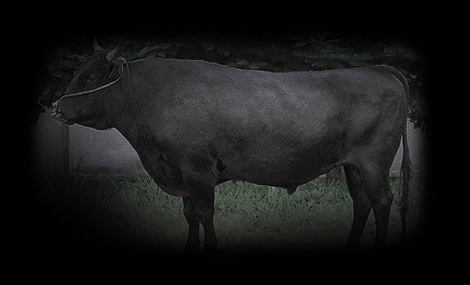 飞驒牛の歴史
